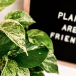 A nagy cserépválasztó – Így válassz új cserepet a szobanövényeidnek