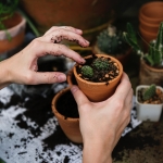 4 jel, ami arra utal, hogy át kell ültetned a szobanövényeidet
