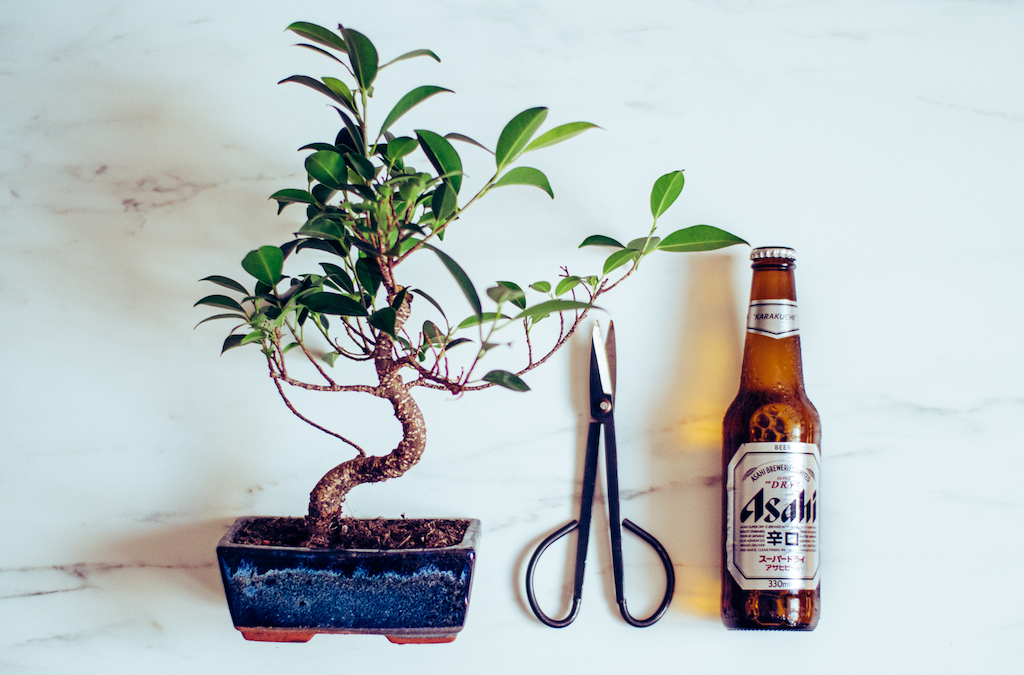 Így neveld a bonsaiodat