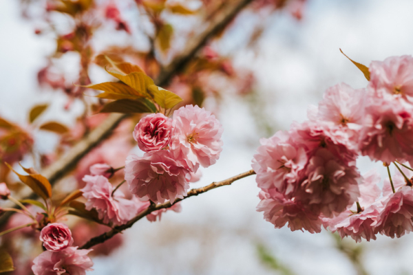 Pompás cseresznyefa virágzás, ingyen matcha kóstolás és előadás a japán teakultúráról a Füvészkertben