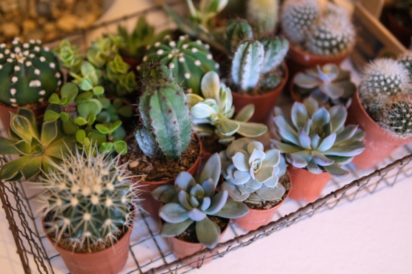 Tényleg illetlen kaktuszt ajándékozni? Görög Ibolya protokollszakértő válaszol